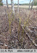 Cornus sericea (dereń rozłogowy)