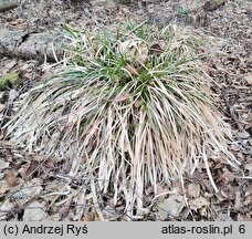 Poa chaixii (wiechlina Chaixa)