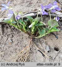 Viola riviniana (fiołek Rivina)