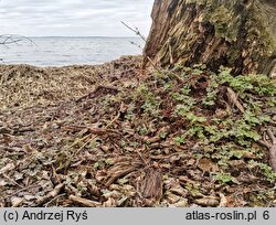 Adoxa moschatellina (piżmaczek wiosenny)