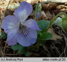 Viola riviniana (fiołek Rivina)