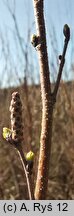 Betula humilis (brzoza niska)