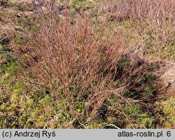 Betula humilis (brzoza niska)