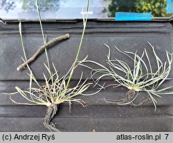 Poa bulbosa (wiechlina cebulkowata)