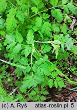 Chaerophyllum temulum (świerząbek gajowy)