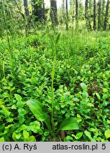 Platanthera bifolia (podkolan biały)