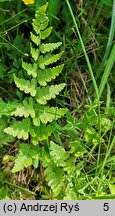 Dryopteris cristata (nerecznica grzebieniasta)