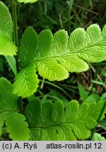 Dryopteris cristata (nerecznica grzebieniasta)