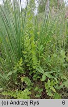 Dryopteris cristata (nerecznica grzebieniasta)