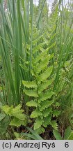 Dryopteris cristata (nerecznica grzebieniasta)