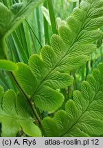 Dryopteris cristata (nerecznica grzebieniasta)