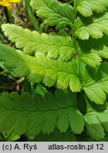 Dryopteris cristata (nerecznica grzebieniasta)