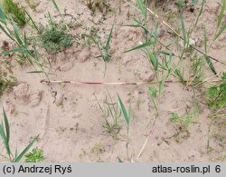 Phragmites australis (trzcina pospolita)