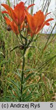 Lilium bulbiferum (lilia bulwkowata)