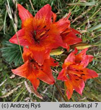 Lilium bulbiferum (lilia bulwkowata)