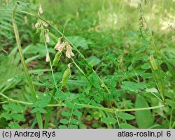 Vicia sylvatica (wyka leśna)