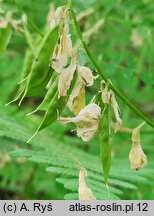 Vicia sylvatica (wyka leśna)