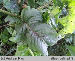 Rumex aquaticus (szczaw wodny)