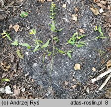 Melampyrum polonicum (pszeniec polski)