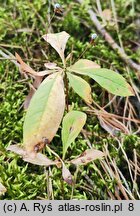 Trientalis europaea (siódmaczek leśny)