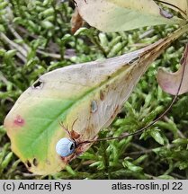 Trientalis europaea (siódmaczek leśny)