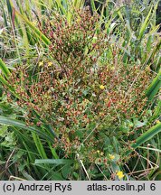 Hypericum tetrapterum (dziurawiec skrzydełkowaty)