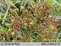 Hypericum tetrapterum (dziurawiec skrzydełkowaty)