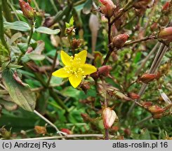 Hypericum tetrapterum (dziurawiec skrzydełkowaty)