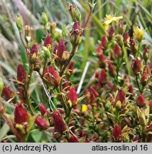 Hypericum tetrapterum (dziurawiec skrzydełkowaty)