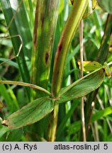 Hypericum tetrapterum (dziurawiec skrzydełkowaty)