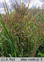 Hypericum tetrapterum (dziurawiec skrzydełkowaty)