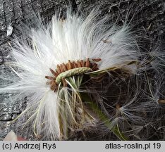 Erechtites hieracifolia (erechtites jastrzębcowaty)