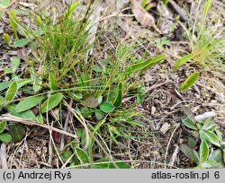 Ophioglossum vulgatum (nasięźrzał pospolity)