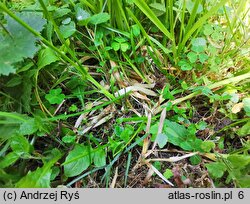 Poa remota (wiechlina odległokłosa)