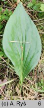 Scorzonera humilis (wężymord niski)