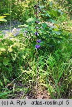 Campanula cervicaria (dzwonek szczeciniasty)