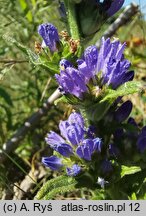 Campanula cervicaria (dzwonek szczeciniasty)