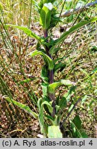 Campanula cervicaria (dzwonek szczeciniasty)