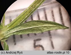 Galium pumilum (przytulia szorstkoowockowa)