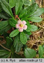 Chimaphila umbellata (pomocnik baldaszkowy)