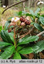 Chimaphila umbellata (pomocnik baldaszkowy)