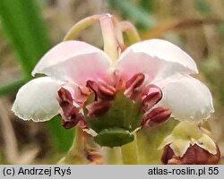 Chimaphila umbellata (pomocnik baldaszkowy)