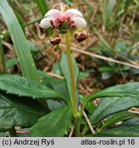 Chimaphila umbellata (pomocnik baldaszkowy)