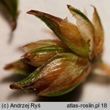 Carex pairae (turzyca najeżona)