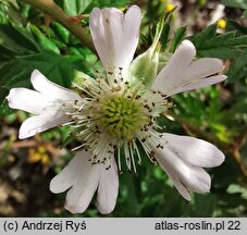 Rubus laciniatus (jeżyna wcinanolistna)