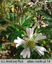 Rubus laciniatus (jeżyna wcinanolistna)