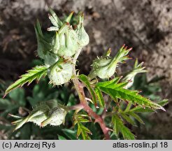 Rubus laciniatus (jeżyna wcinanolistna)