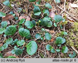 Pyrola chlorantha (gruszyczka zielonawa)