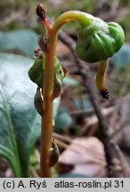 Pyrola chlorantha (gruszyczka zielonawa)