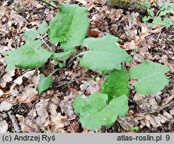 Arctium nemorosum (łopian gajowy)